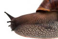 Achatina achatina achatina Ghana typ 2a adult import